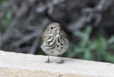 Hermit Thrush