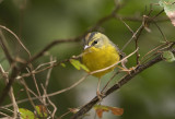 Golden Crowned Warbler