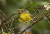 Golden Crowned Warbler