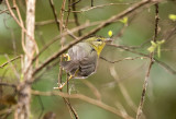Golden Crowned Warbler