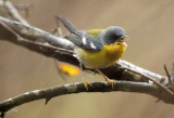 Tropical Parula