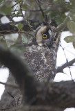 Long Eared Owl