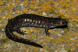 Small-mouthed Salamander