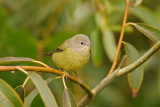 Orange-crowned Warbler