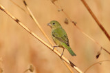 Painted Bunting