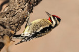 Yellow-bellied Sapsucker