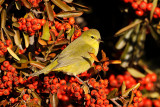 Orange-crowned Warbler