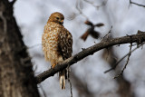 Red-shouldered Hawk