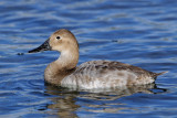 Canvasback