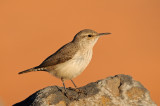 Rock Wren