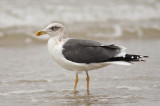 Lesser Black-backed Gull