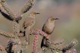 Curve-billed Thrashers