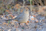 Canyon Towhee