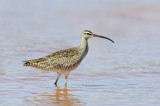 Whimbrel