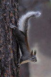 Aberts Squirrel
