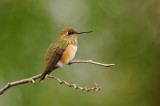 Rufous Hummingbird