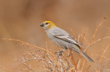 Pine Grosbeak