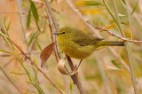 Orange-crowned Warbler