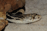 Northern Pine Snake