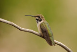 Black-chinned Hummingbird (juvenile)
