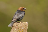 Brown-headed Cowbird