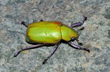 Beyers Scarab Beetle