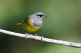 MacGillivrays Warbler