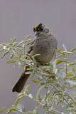 Golden-crowned Sparrow