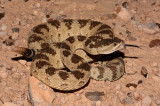 Great Basin Rattlesnake