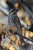 Purple Finch