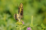 Desert Black Swallowtail