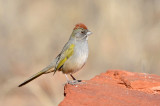 Green-tailed Towhee