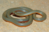 Regal Ring-necked Snake