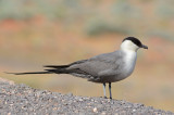 Long-tailed Jaeger