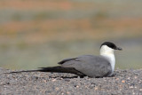 Long-tailed Jaeger