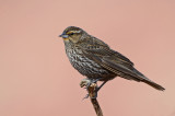 Red-winged Blackbird