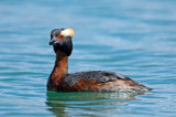 Horned Grebe