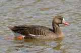 Greater White-fronted Goose