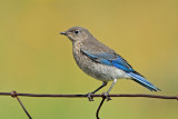 Mountain Bluebird