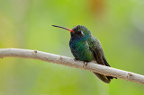 Broad-billed Hummingbird