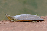 Spiny Softshell Turtle