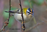 firecrest