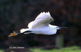 little egret