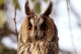 long eared owl ( wild )