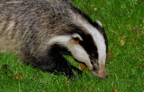 badger