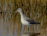 greenshank