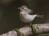 grey wagtail
