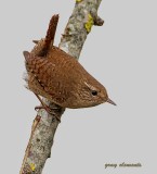 wren