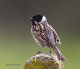 reed bunting (m)