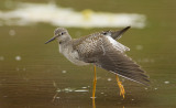  lesser yellowlegs 